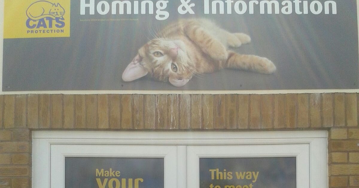 Cats Protection Exeter Axhayes Adoption Centre Cats Protection Taunton Rehoming and