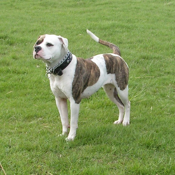 All About Animal Wildlife American Bulldog Images and Facts