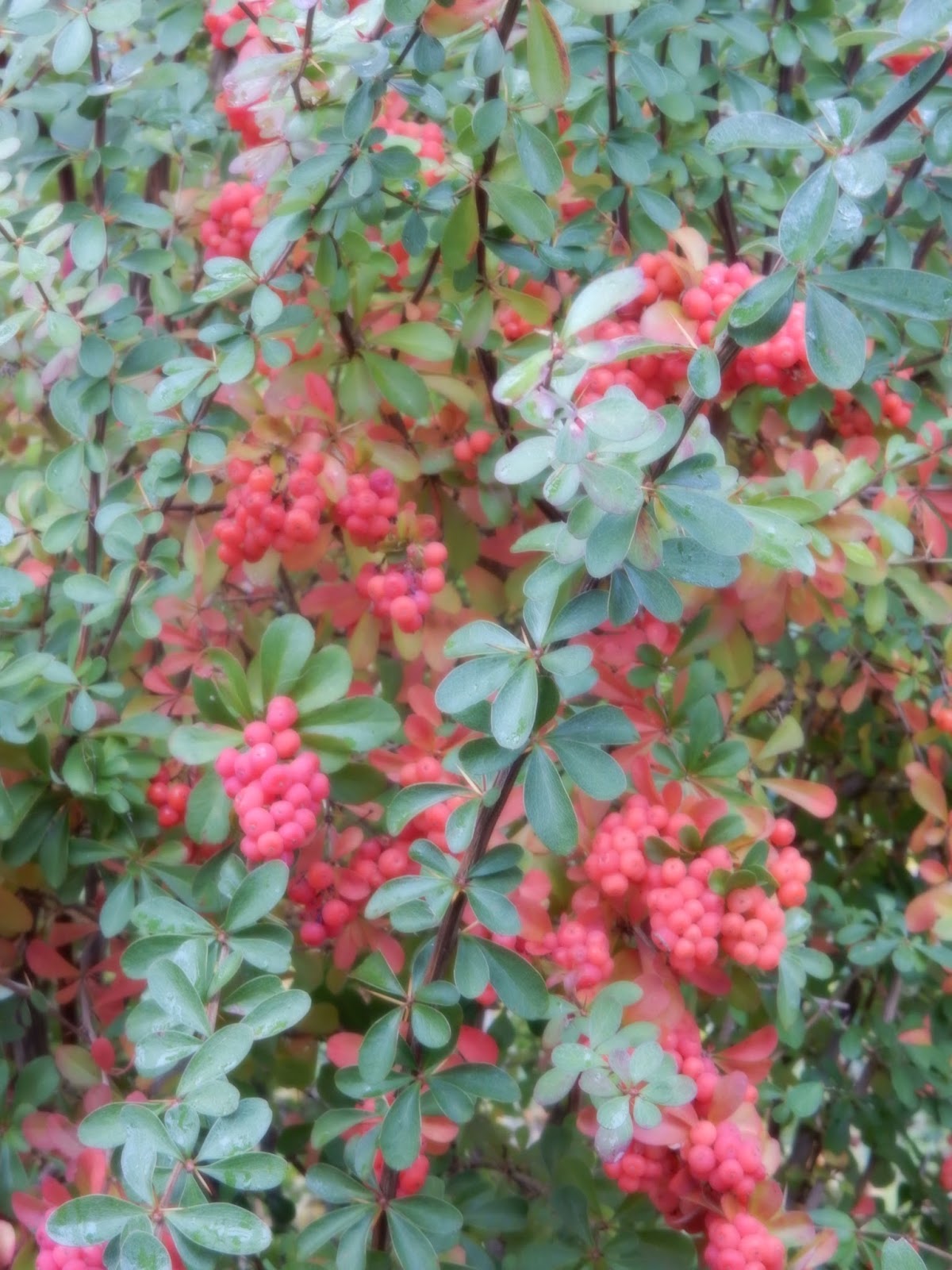 Future Plants By Randy Stewart Barberry