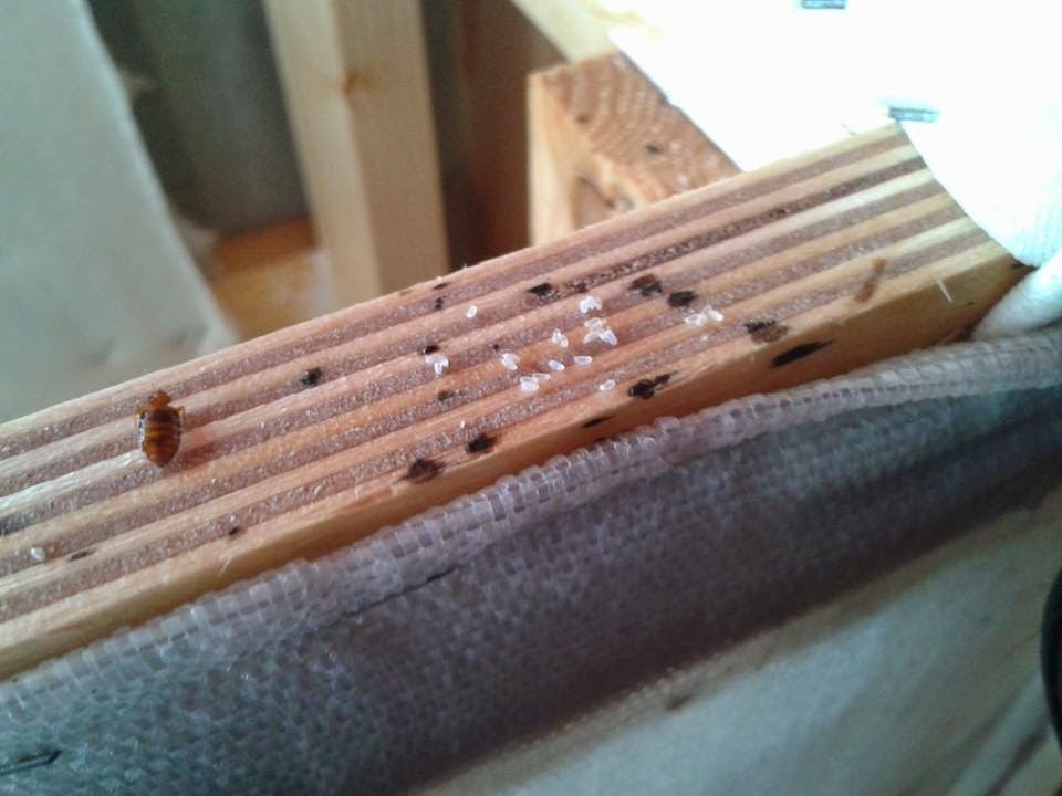 Best Furniture For Bed Bugs Office Furniture Canada