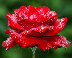 flowers rose symbol queen roses diseases common worldoffloweringplants plants flowering