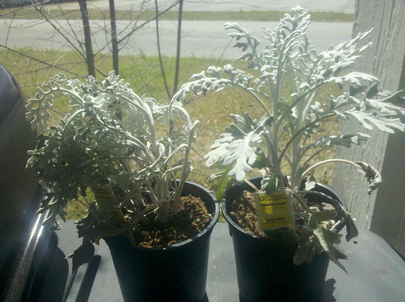 Right Down to the Roots Dusty Miller