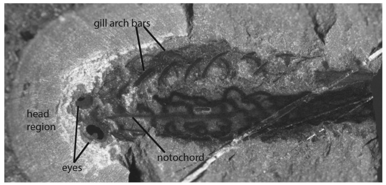 Serba Top 10 10 Makhluk Purba Nenek Moyang Hewan Masa Kini