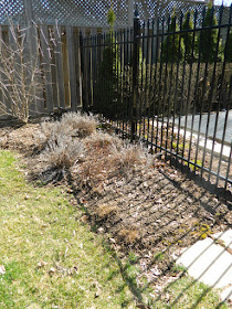 North York spring garden clean up after by Paul Jung Gardening Services Toronto