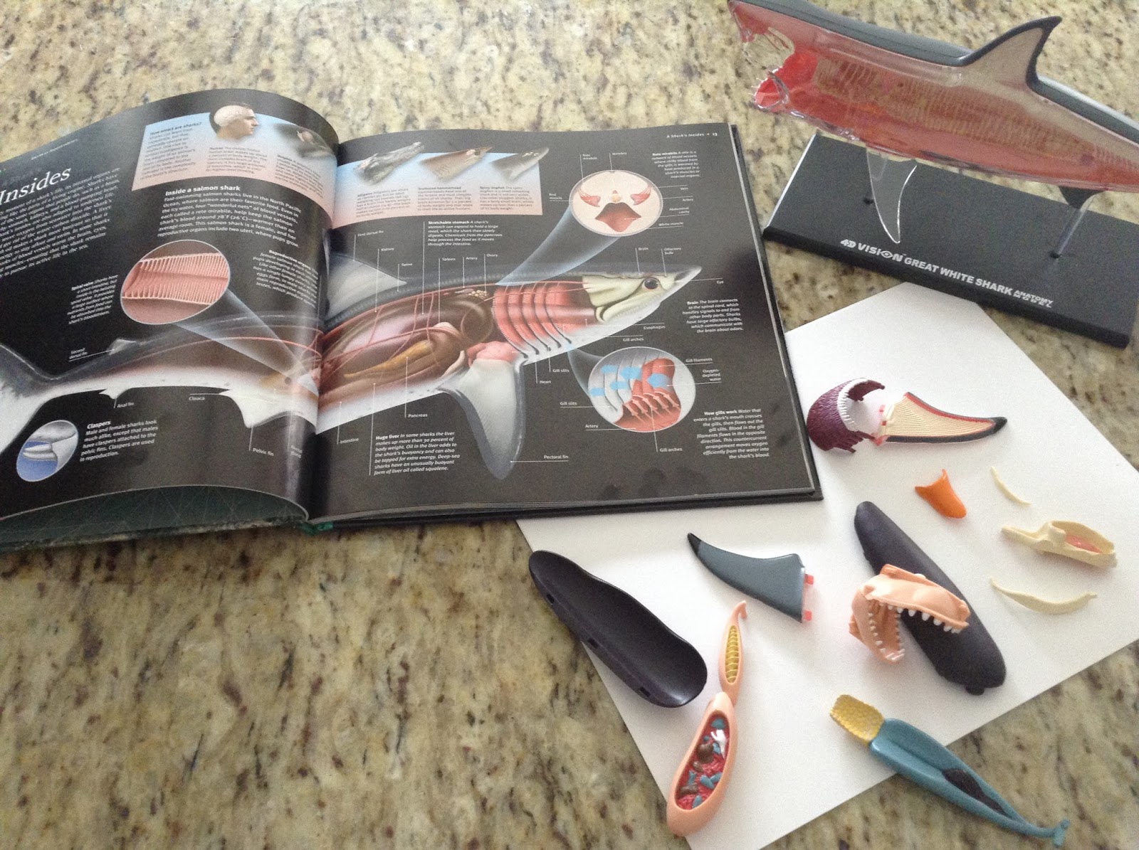 TeacherMomPlus3: Shark Anatomy