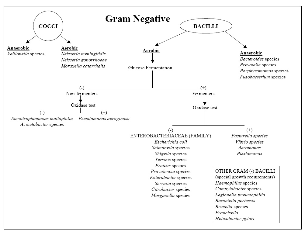 Gram Negative Bacteria Identification Chart