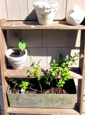 Old wooden ladder with pots and plants