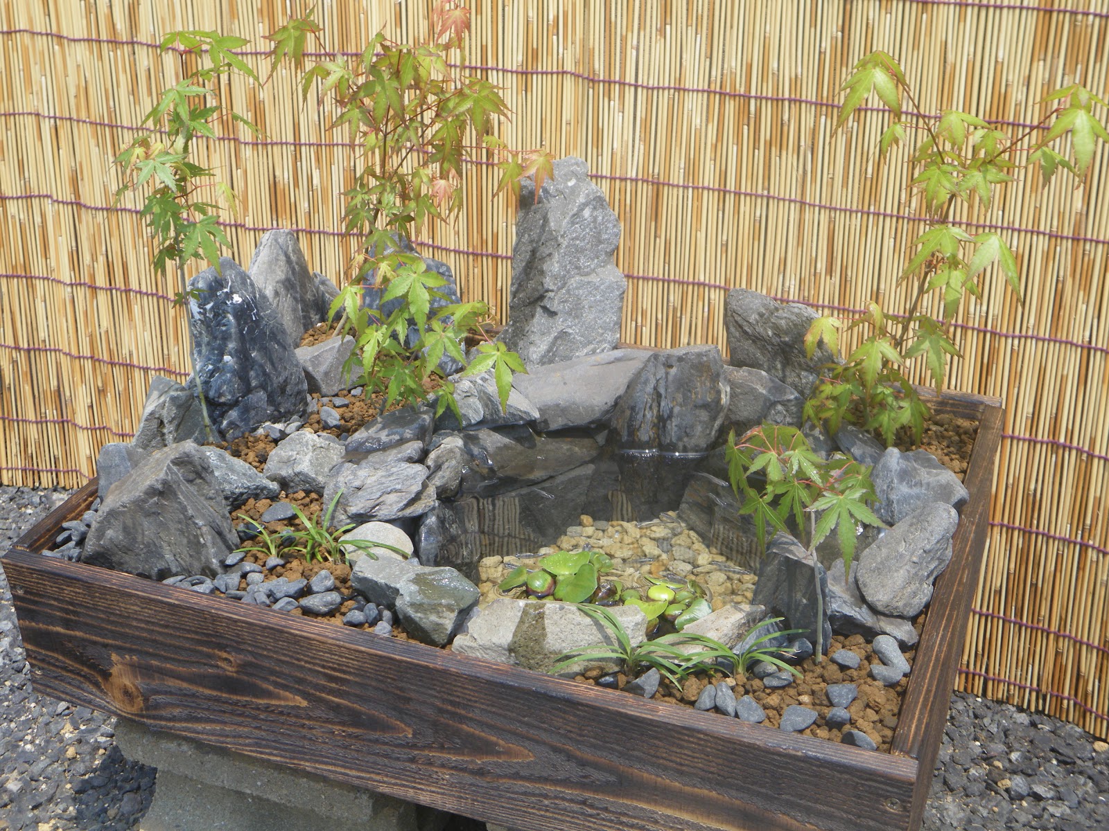 和風ビオトープ メダカ盆栽 もみじのある日本庭園 メダカの大工
