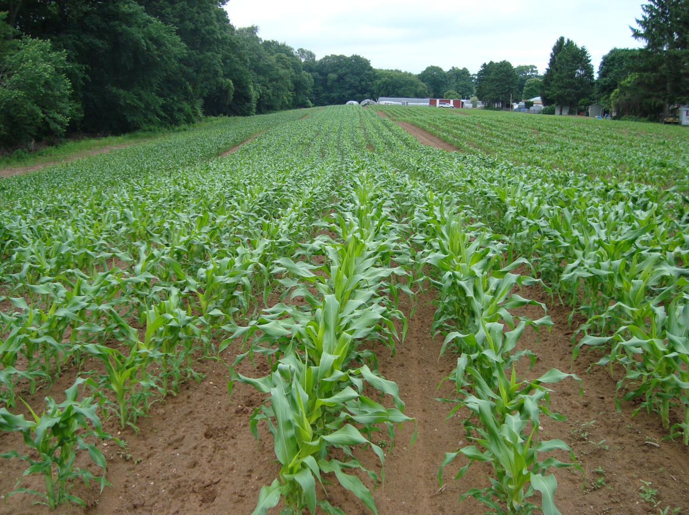 Economics Finance Investment & Stuff Corn Crop Planting At Third