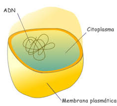 Estructura de la célula