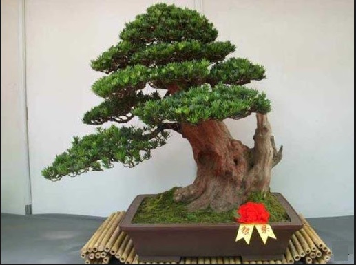  Bonsai Jepang Bonsai Istimewa