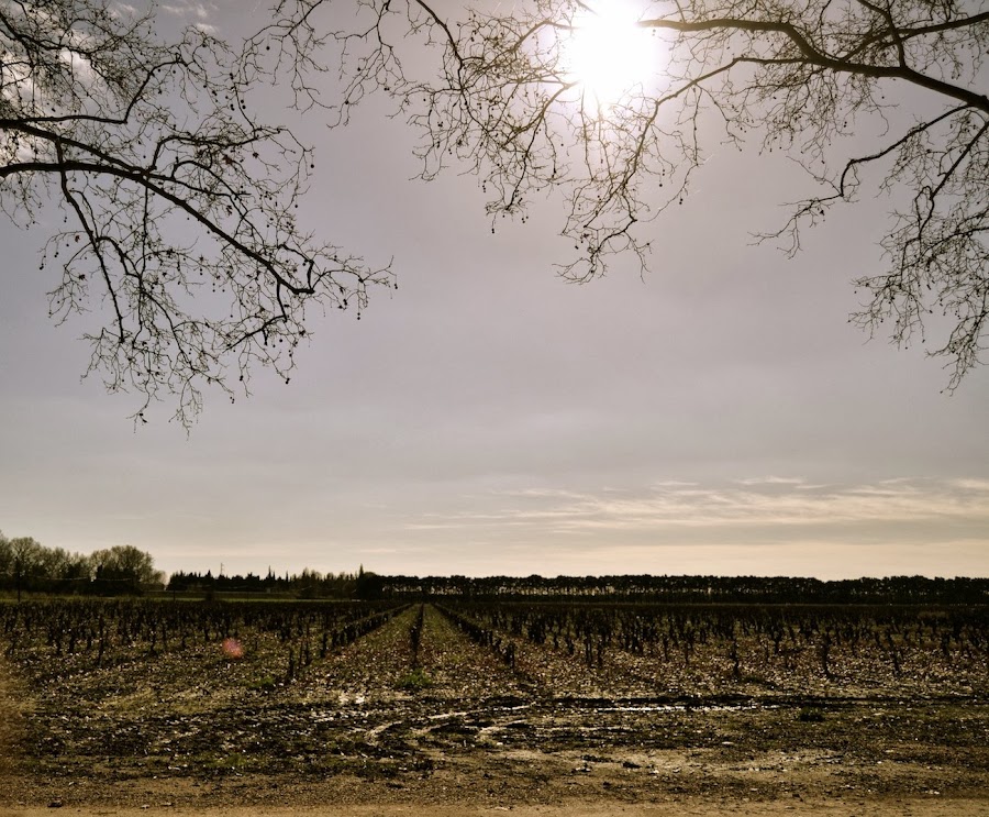 viñas por un bon moment