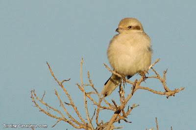 Botxí d'estepa (Lanius pallidirostris)