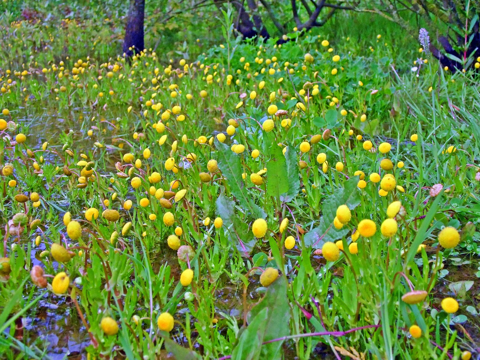 Cotula coronopifolia (Golden Buttons)