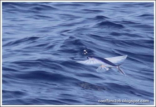 .: Flying Fish