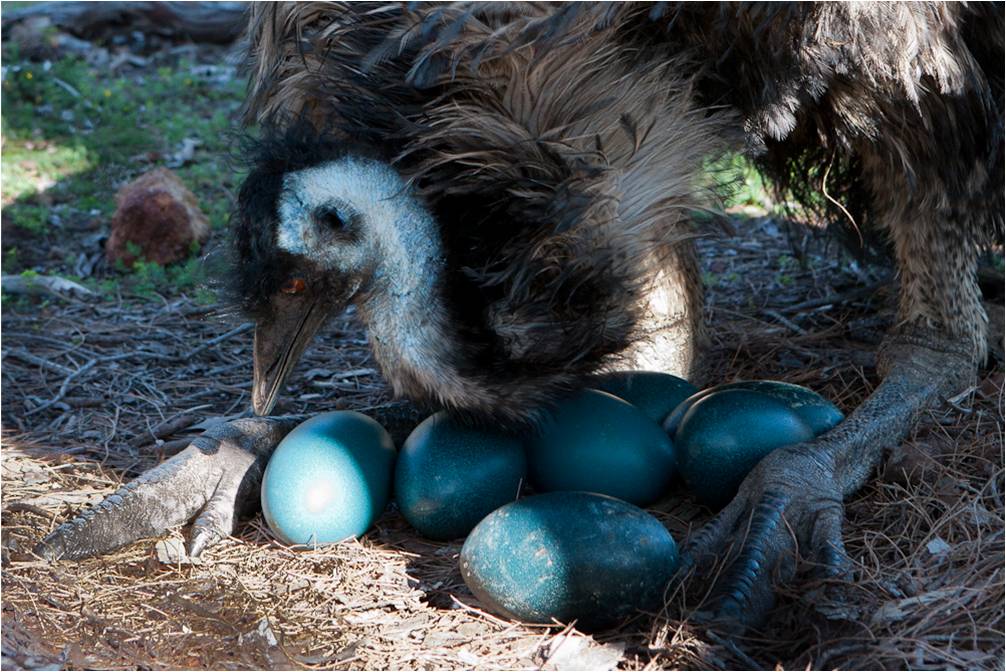 Животные без яиц