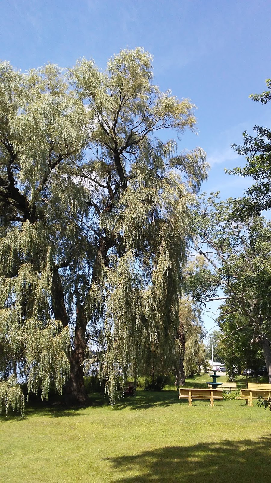 Connecting With Trees Trees of upstate New York / Summer 2017