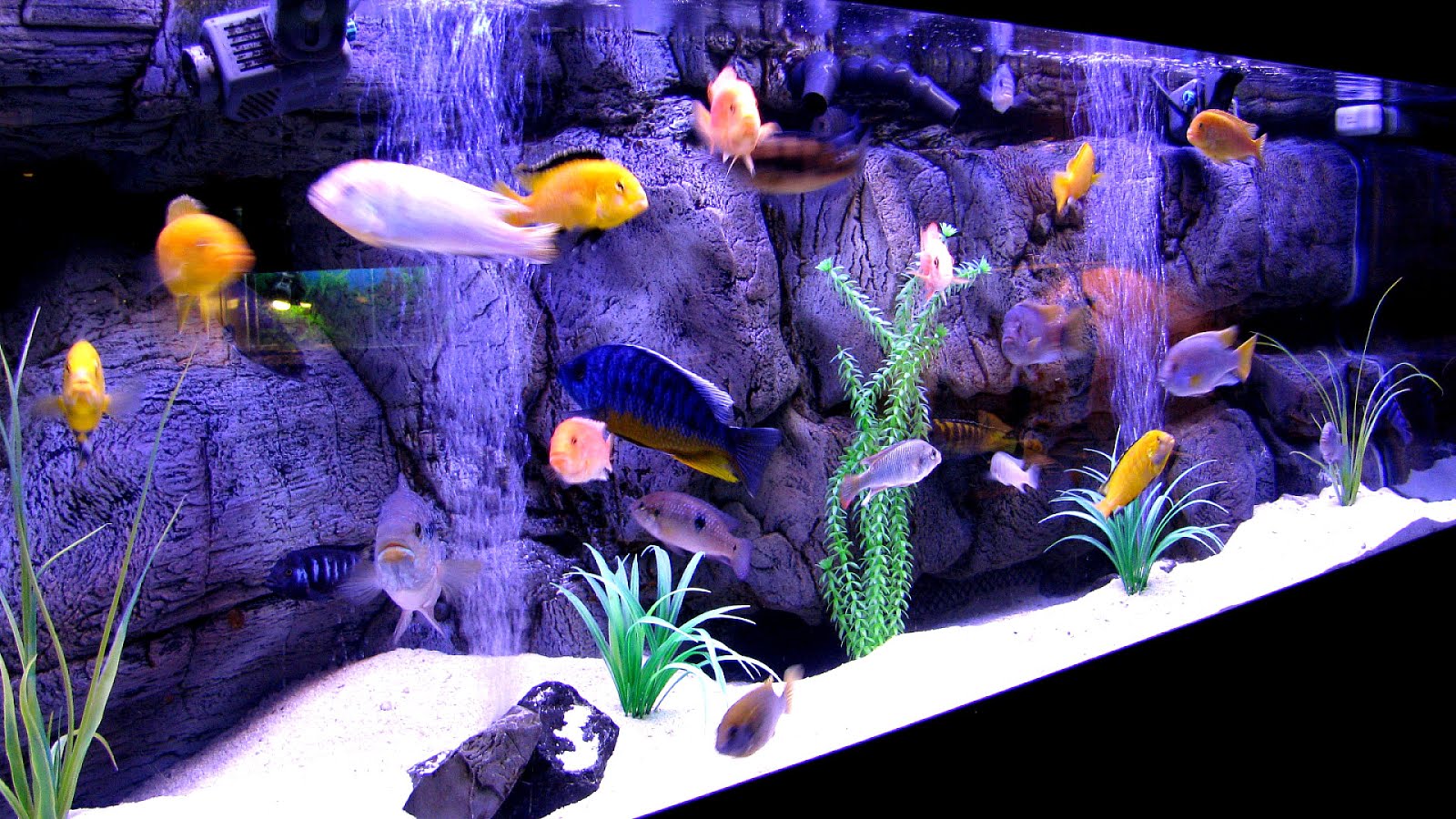 How To Start A Tropical Fish Tank Fish Choices