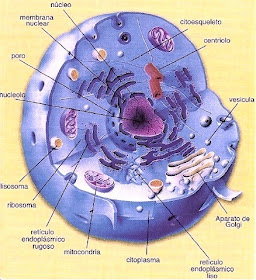 DIBUJOS IMAGENES BIOLOGIA SISTEMA APARATO: DIBUJOS DE LA CELULA ANIMAL