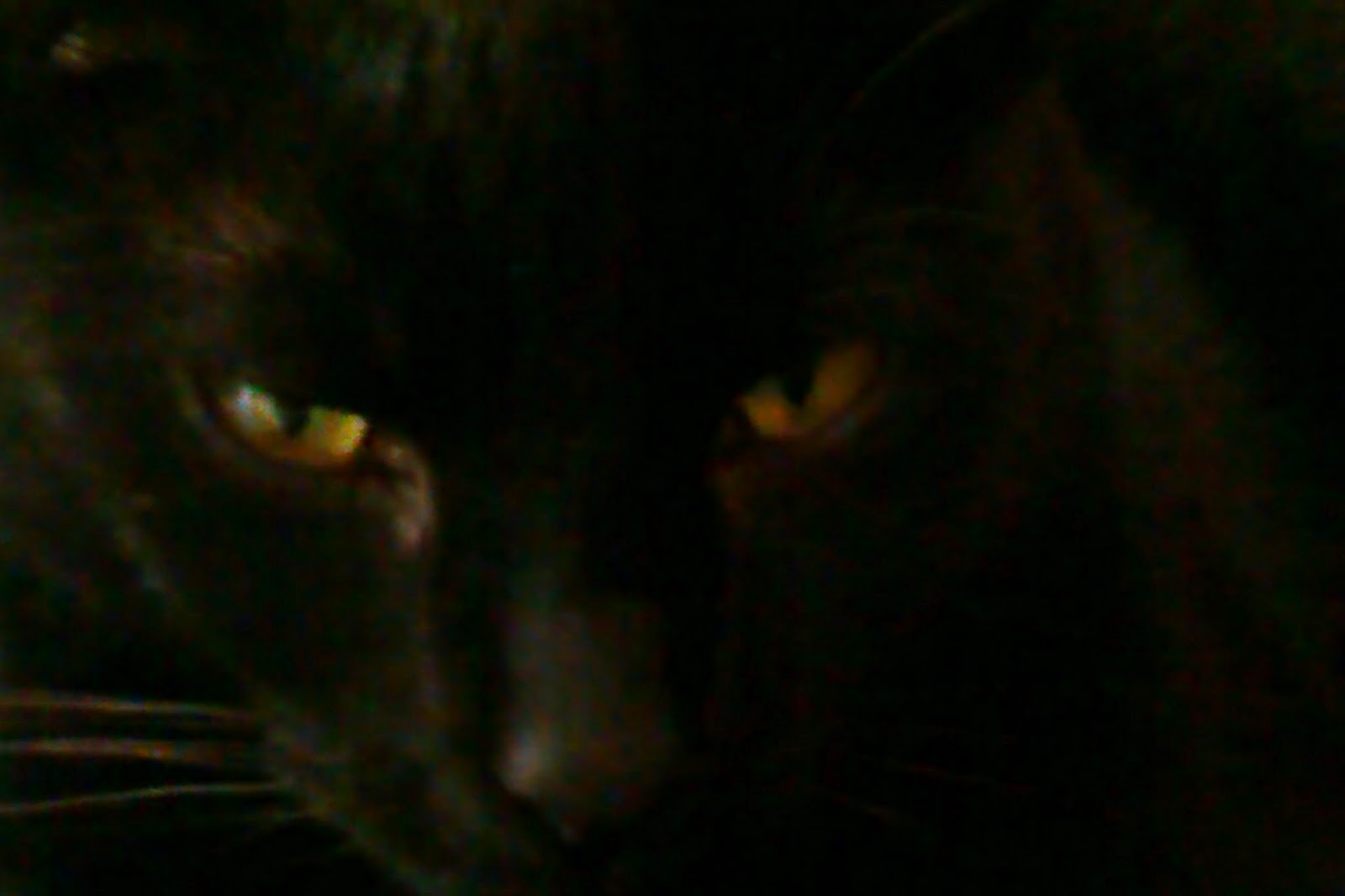 Bernau LIVE - Dein Stadtmagazin für Bernau bei Berlin