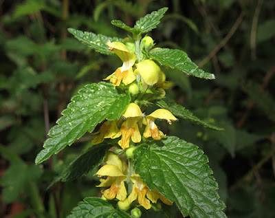 Flores amarillas de Galeopsis speciosa