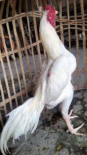 6 Katuranggan Ayam Bangkok Terbaik Jawara Bangkok Lampung