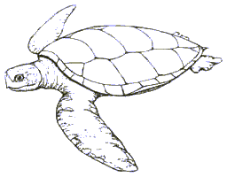 turtle free printable coloring pages coloring.filminspector.com