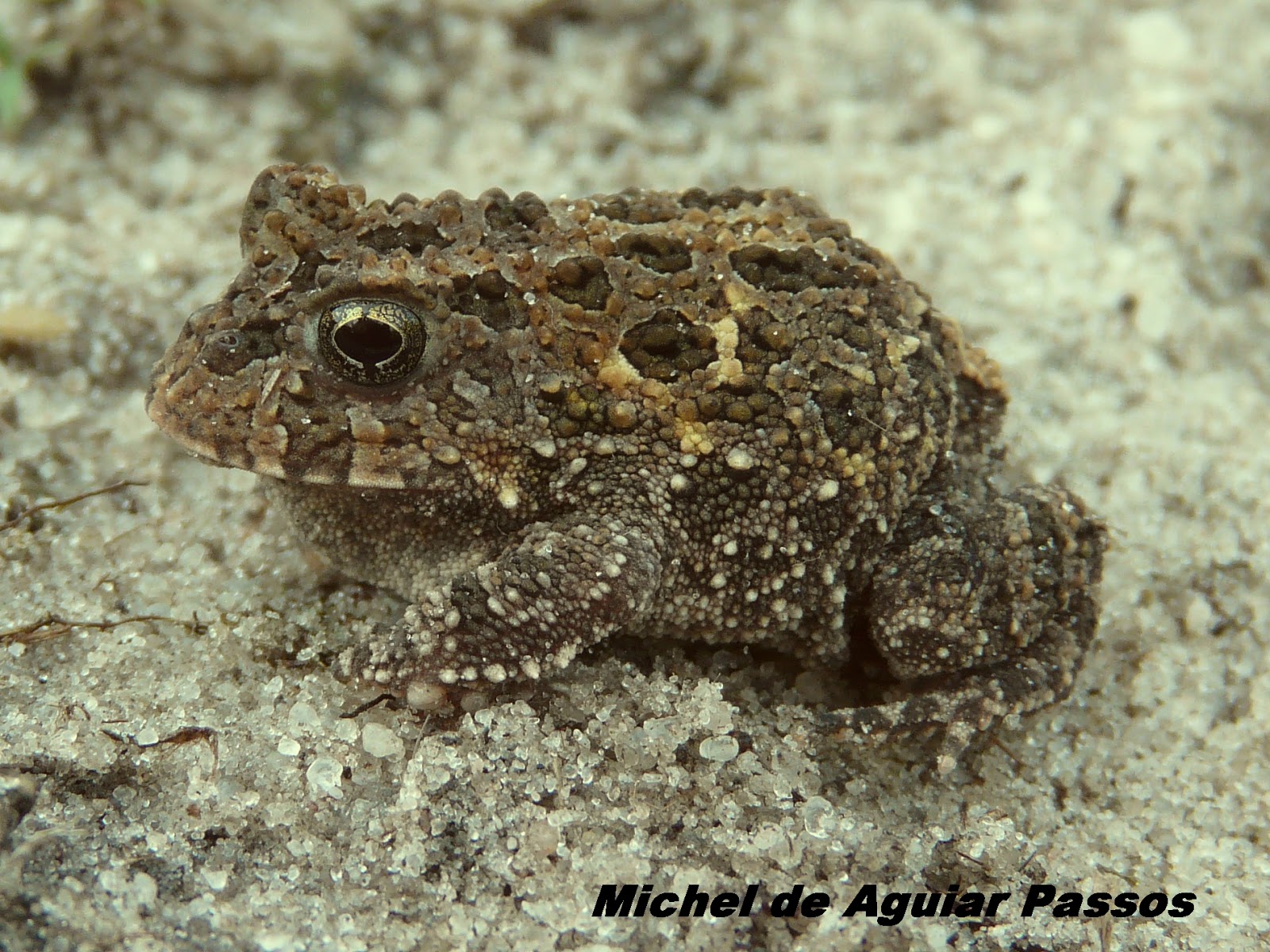 Herpetolife (Inicio) Proceratophrys moratoi (Jim & Caramaschi, 1980)