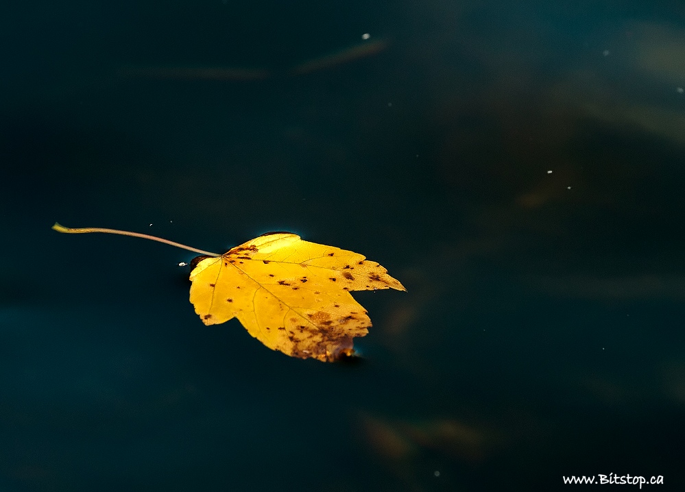 Bitstop: Floating Leaves