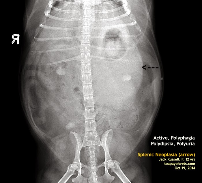 Be Kind To Pets, Vet case studies, Photography tips, Travel Stories A