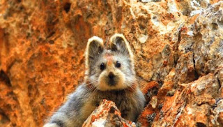 Ili Pika Binatang Atau Hewan Langka Di Dunia Yang Terancam Punah