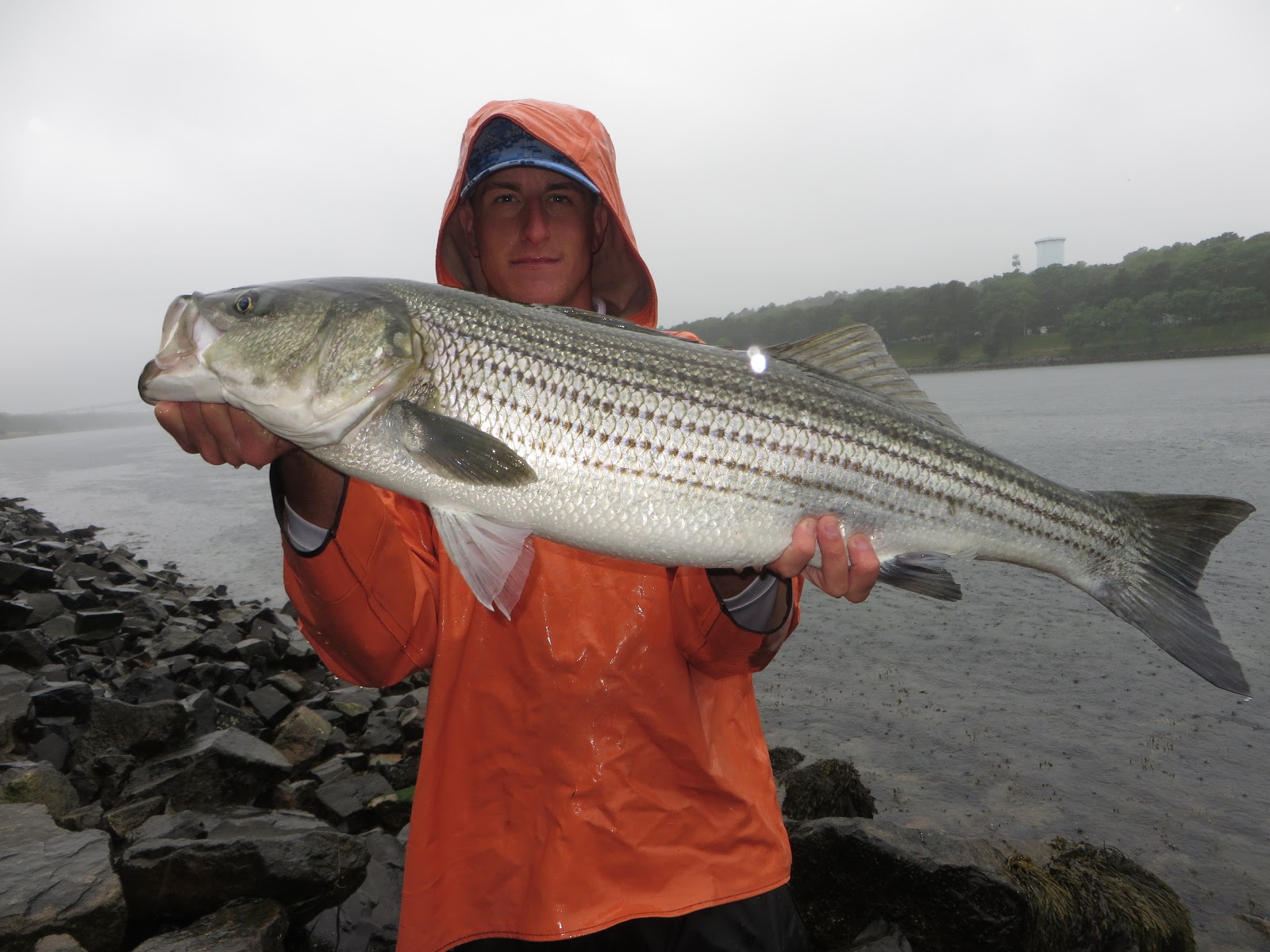 Rhode Island Striped Bass Mackerel Imitators Scoring Big
