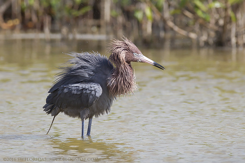 SWFloridabirder Little Estero Lagoon Spring Nesting Part II