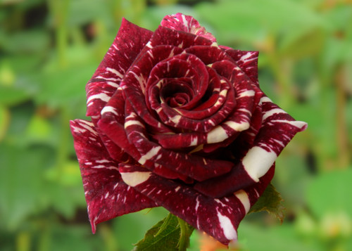 вариации окраски цвета роз