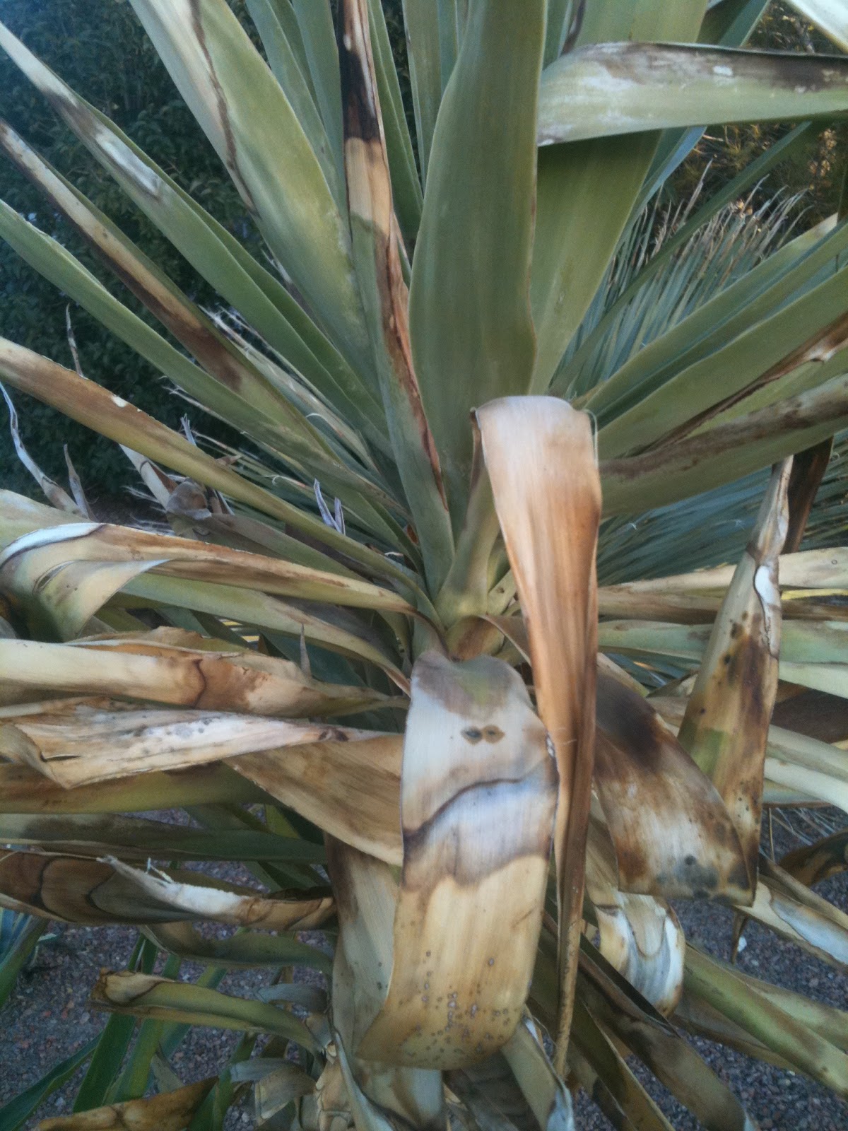 Xtremehorticulture of the Desert Yucca Damage May Be Preventable With TLC
