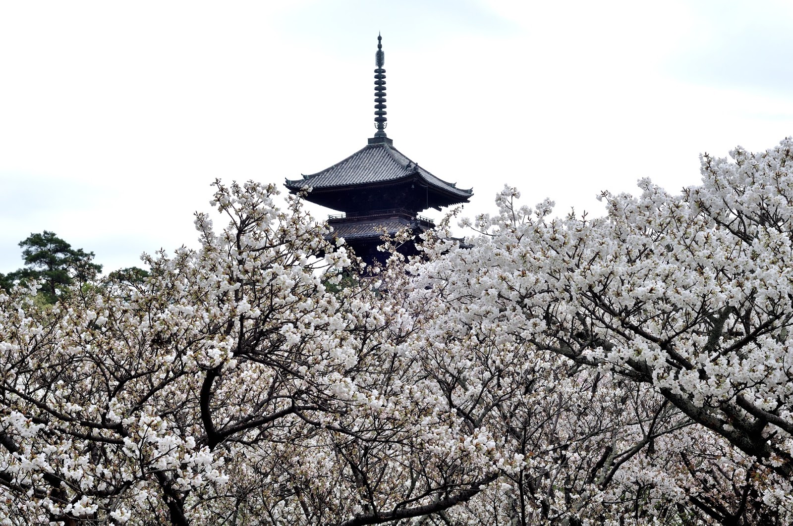 日本京都世界遺產 仁和寺 御室櫻名所