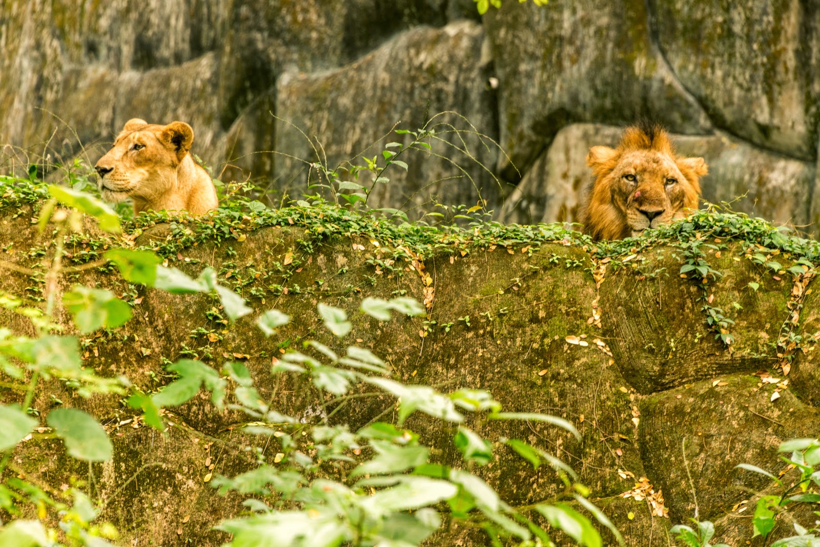 Lion in Trivandrum Zoo