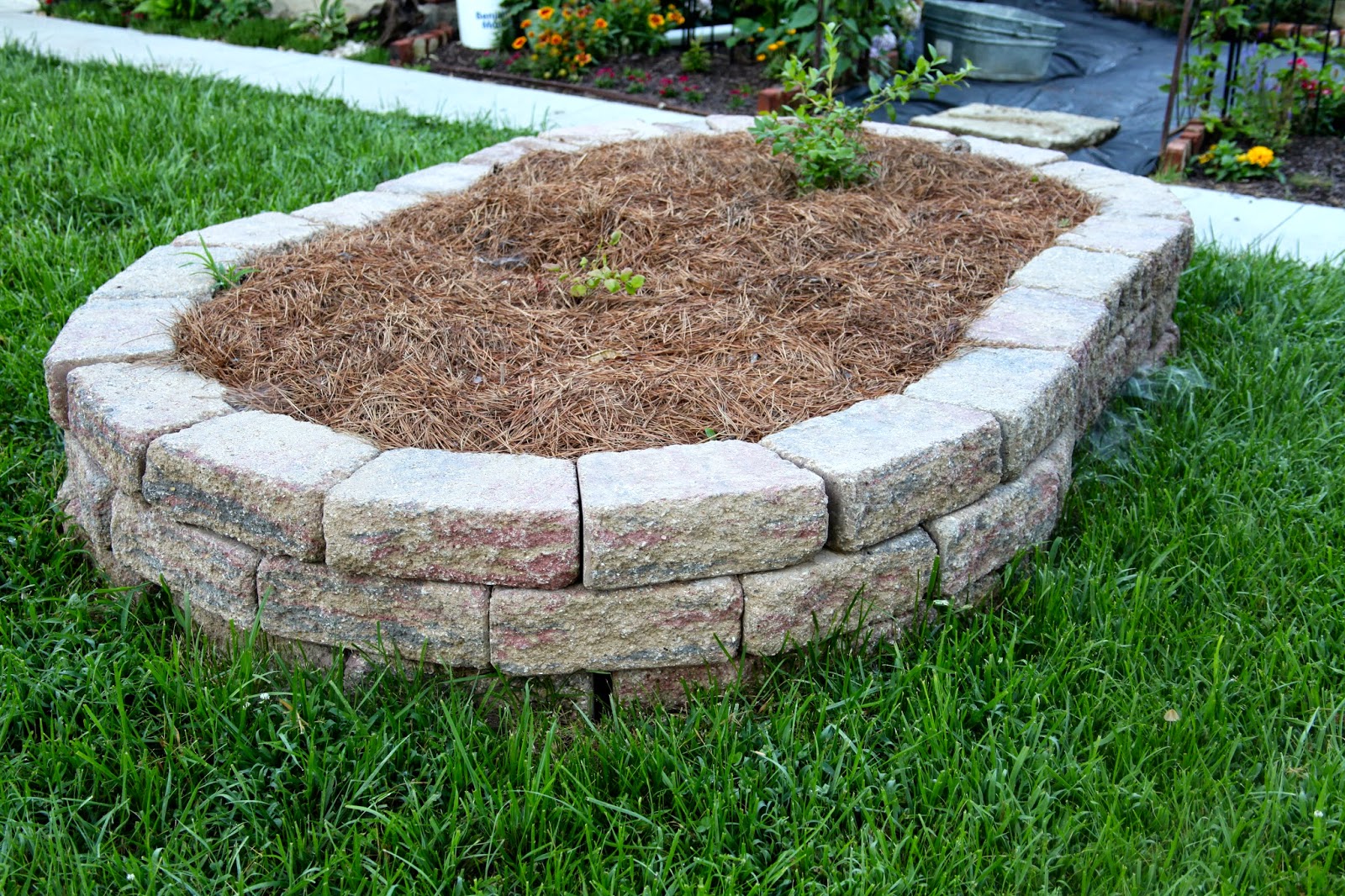 {Gardening} Raised Bed for Blueberries The Brick Bungalow