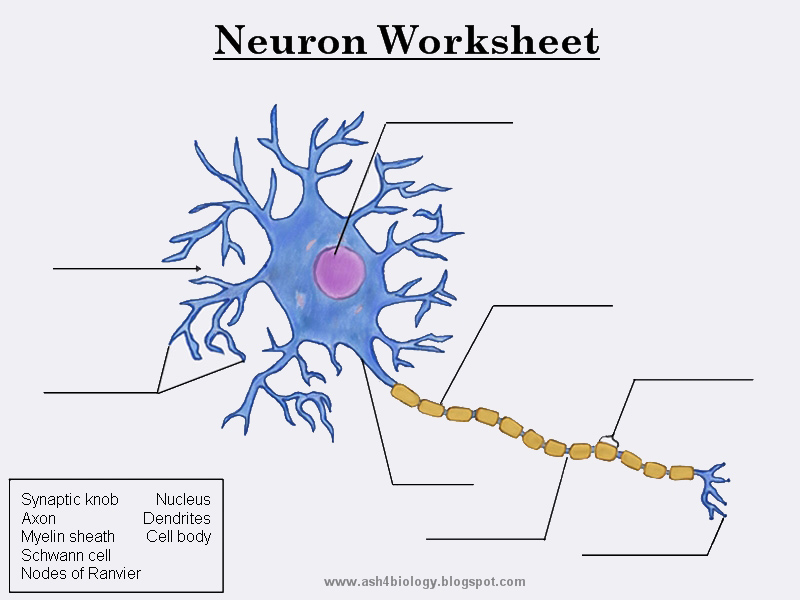 biology-neurons-structure-and-info-worksheet