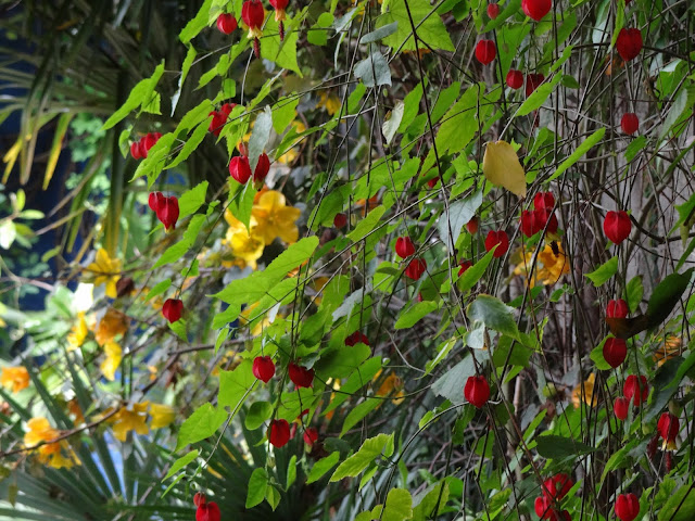 Le Jardin De Diascia Viburnum Plicatum Mariesii