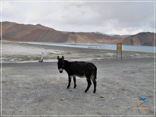 Pangong Lake, Ladakh, Índia