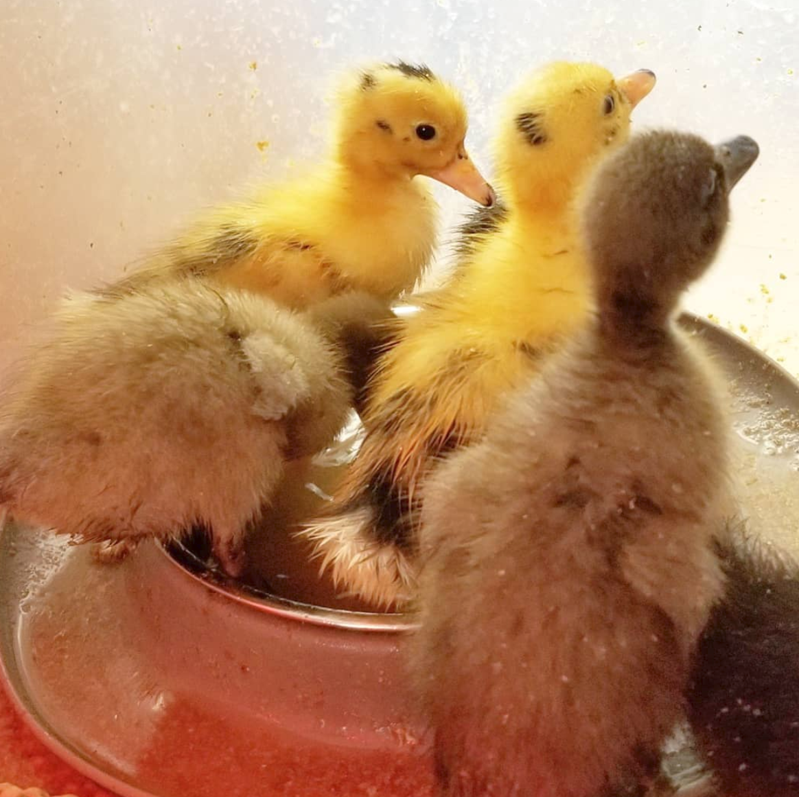 Can I Raise or Brood Chicks and Ducklings Together? Fresh Eggs Daily