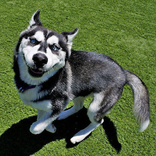 baby black husky