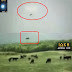 ΟΥΠΣ! Απαγωγή αγελάδας από UFO! (ΒΙΝΤΕΟ)