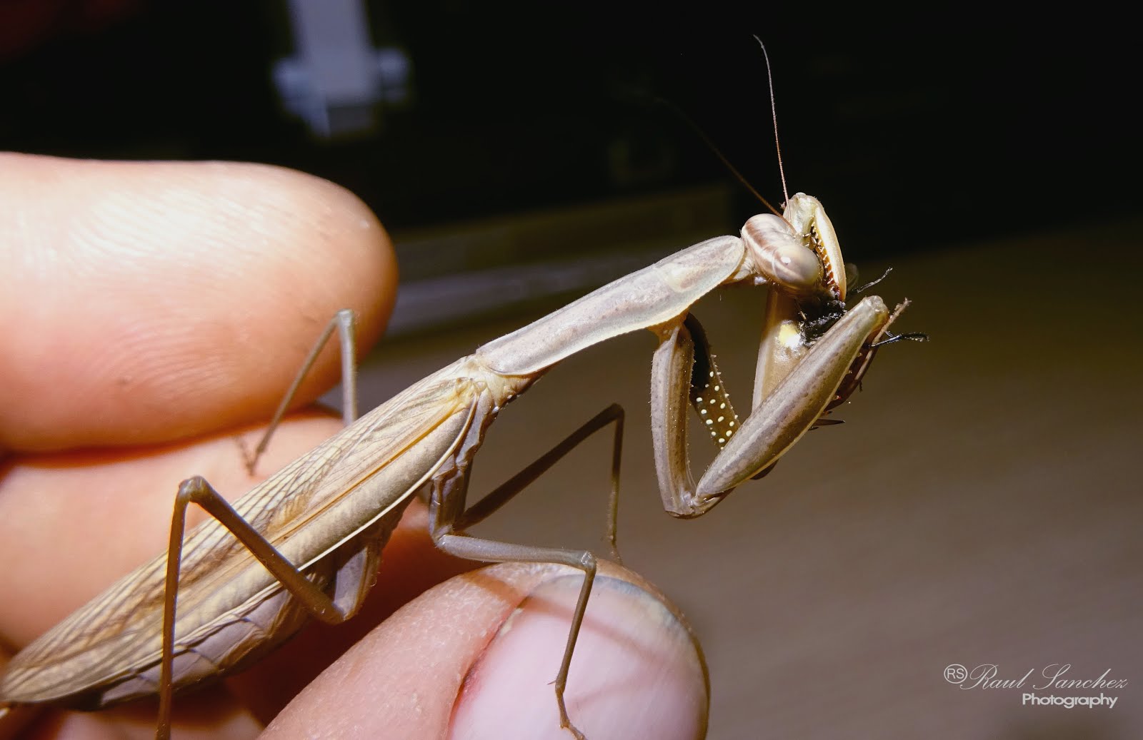 Mantis devorando una Mosca