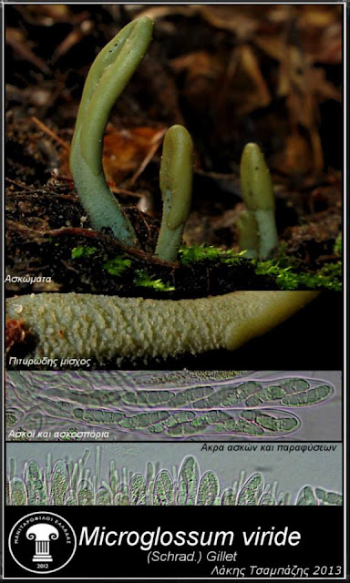 Microglossum viride (Schrad.) Gillet