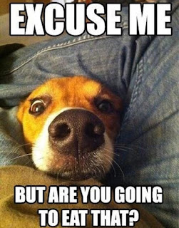 Dog Memes Dog Memes