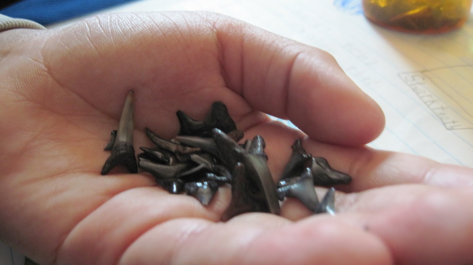 A Child's Garden: Beachcombing, Part I: Shark Teeth