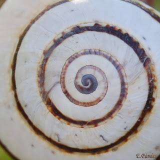 Espiral de un caracol 
