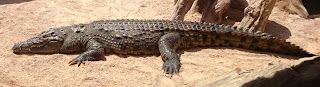 Bioparc Valencia. Bioparc Valencia.